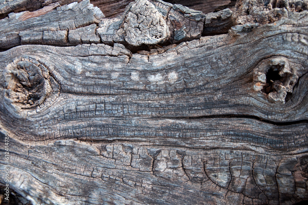 Old grey knotted wooden log background Old grey knotted wooden log background