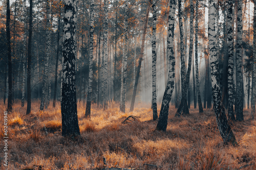 Fototapeta Krajobraz jesienny. Promienie słońca i mglisty poranek w lesie