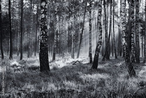 Fototapeta Naklejka Na Ścianę i Meble -  Krajobraz jesienny. Mglisty poranek w lesie. Czarno białe pejzaże 