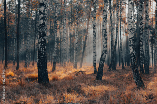 Fototapeta Krajobraz jesienny. Promienie słońca i mglisty poranek w lesie