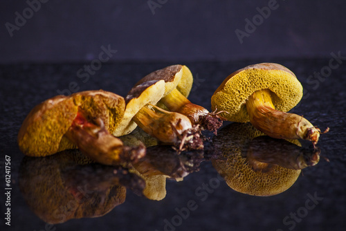 Boletus edulis mushrooms 15356