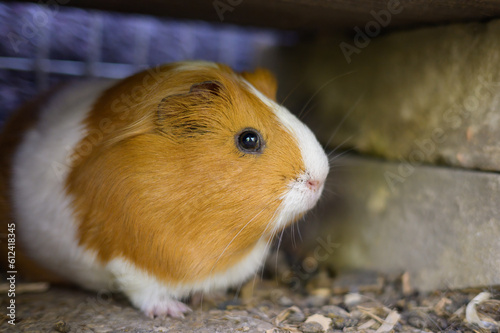 A beautiful guinea pig in a coop