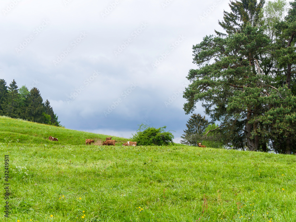 Obraz premium Naturpark Südschwarzwald - Grüne Landschaften aus Wiesen, Weiden, Hügeln und Bergen rund um Fröhnd im Wiesental zwischen Schönau und Zell
