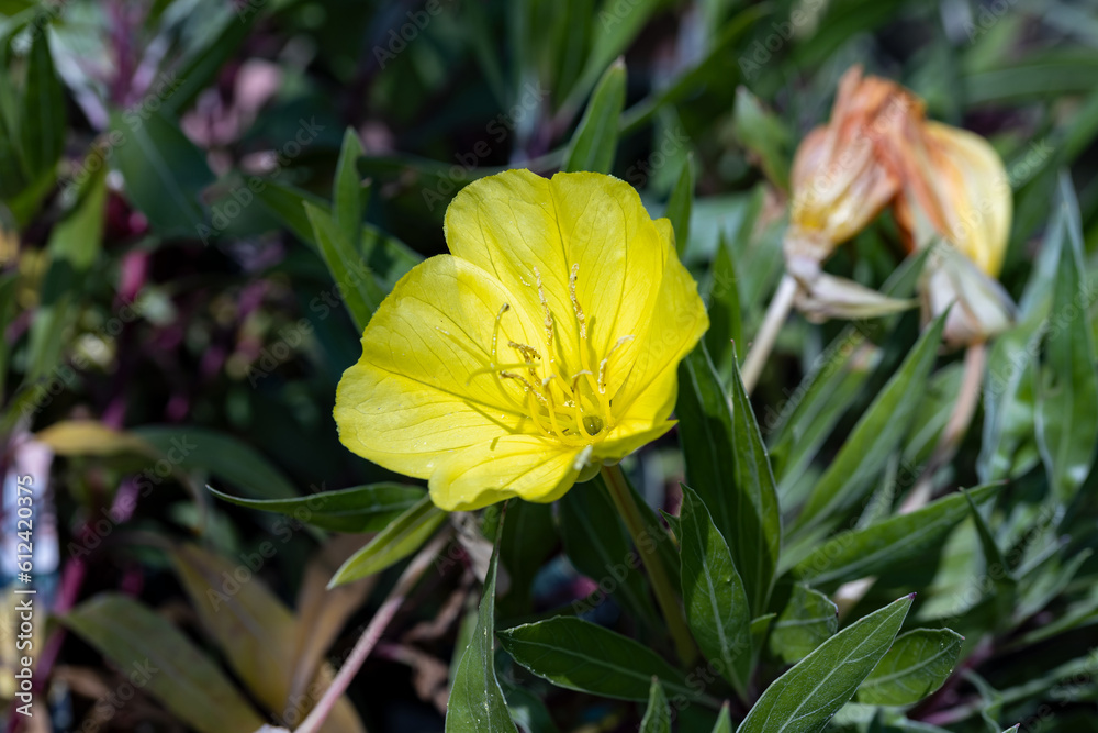 Oenothera macrocarpa (syn. Oenothera missouriensis), the bigfruit evening primrose, Ozark sundrops, Missouri evening primrose, or Missouri primrose. Close up on the flower of this plant. Oenothera macrocarpa (syn. Oenothera missouriensis), the bigfruit evening primrose, Ozark sundrops, Missouri evening primrose, or Missouri primrose. Close up on the flower of this plant.
