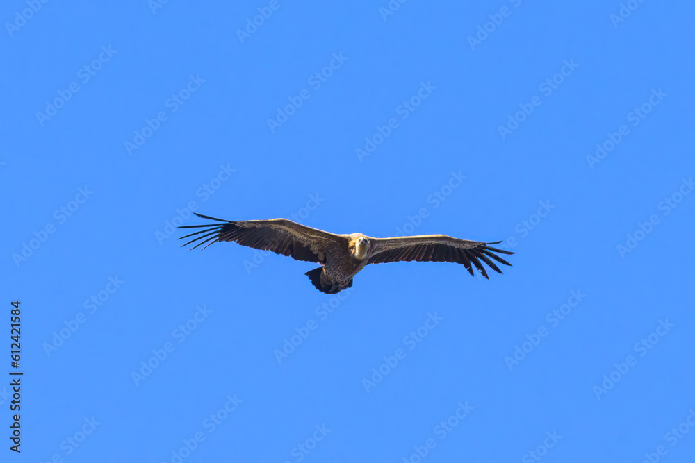Fototapeta premium One griffon vulture flying in front of blue sky