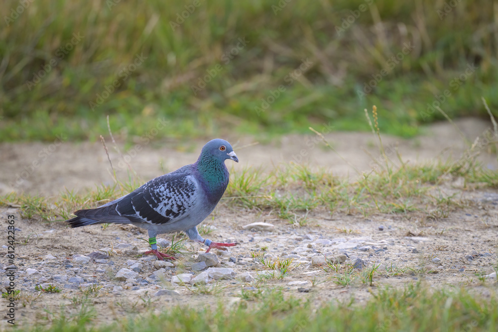 A Domestic pigeon standing on the ground A Domestic pigeon standing on the ground