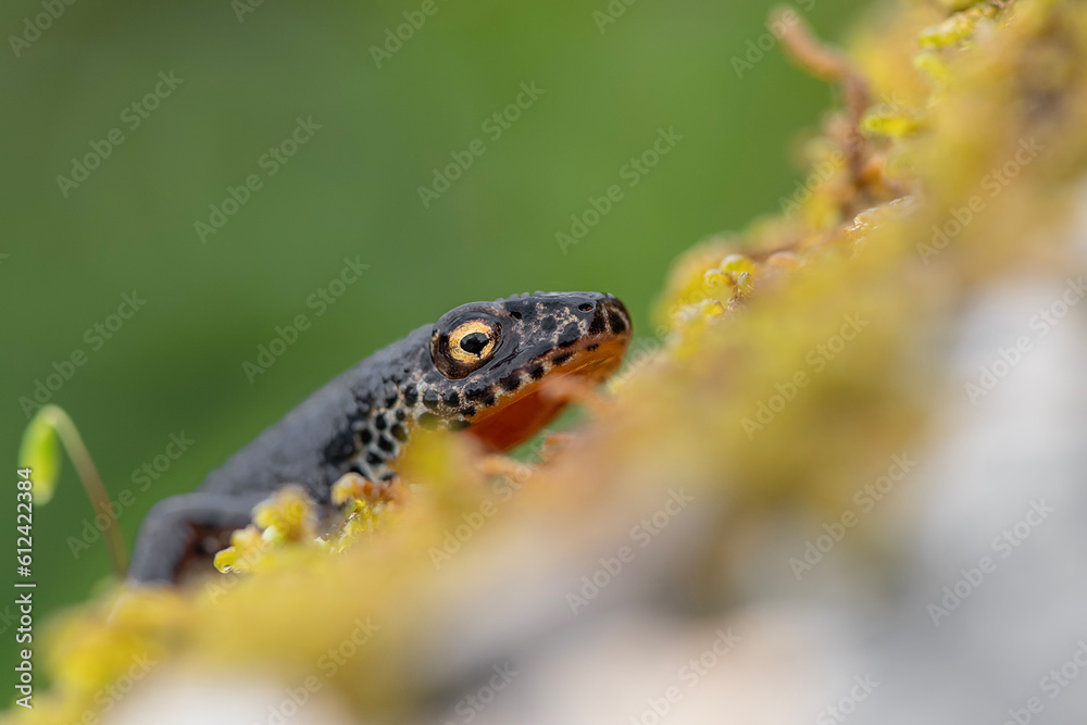 Obraz premium Macro photography for the Alpine newt male in the breeding season (Ichthyosaura alpestris)