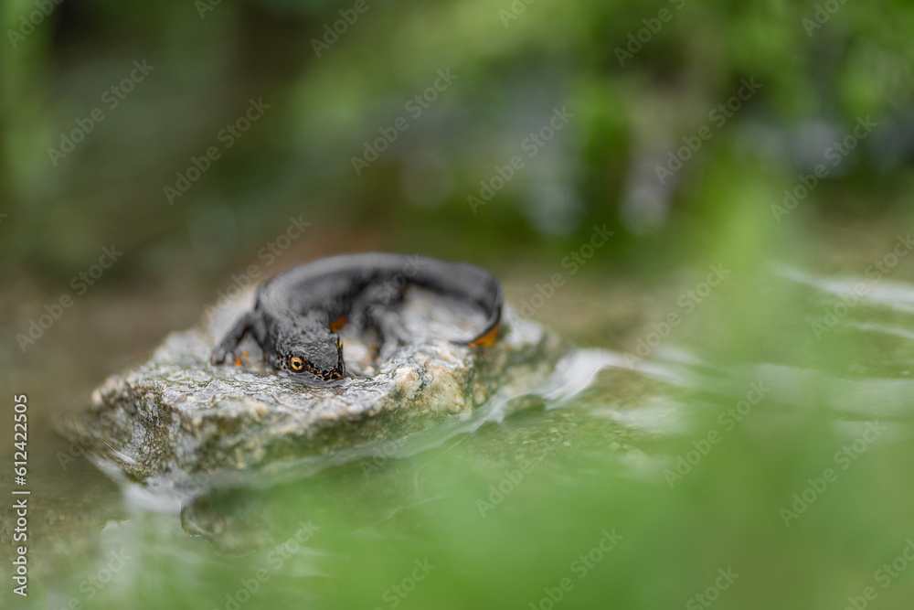 Resting time for the Alpine newt male on the rock (Ichthyosaura alpestris) Resting time for the Alpine newt male on the rock (Ichthyosaura alpestris)