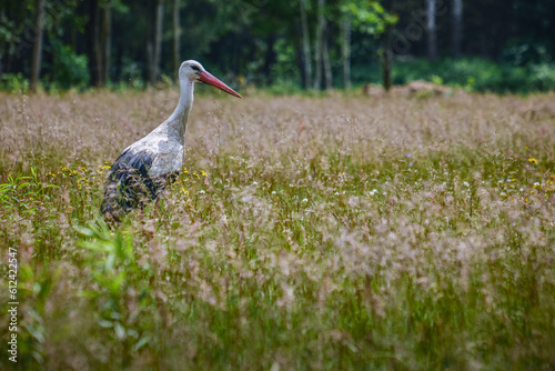 Bocian/stork