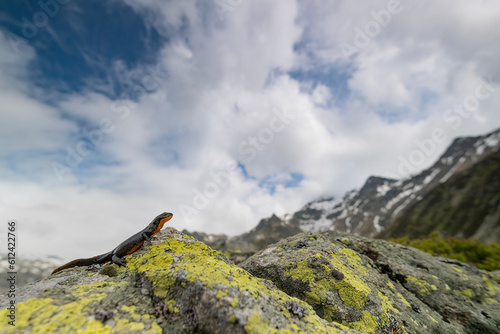 A magnificent animal of the Alps, the Alpine newt (Ichthyosaura alpestris) photo