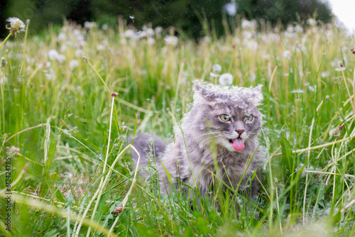Grey cat in nature in the field