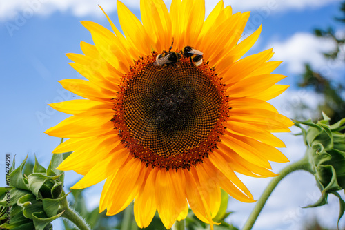 Słonecznik makro pszczoły