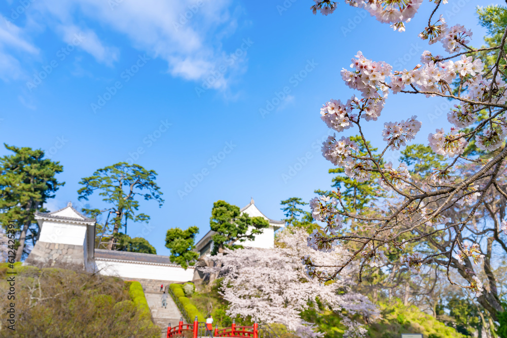 神奈川県小田原市　小田原城と桜の風景