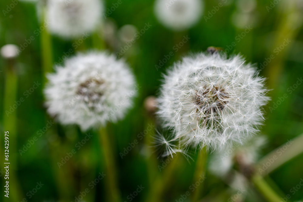 Dandelion on a green background Dandelion on a green background