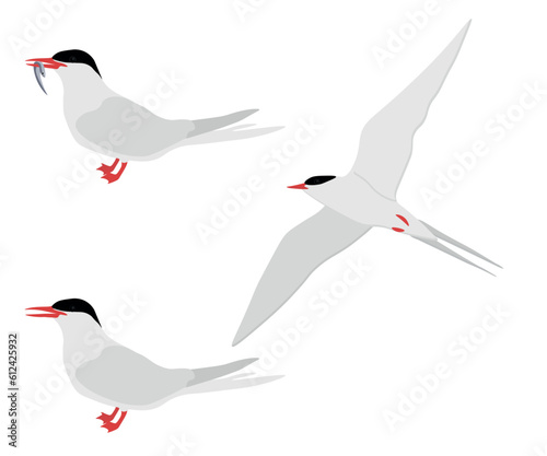 Set of Arctic tern bird. Sterna paradisaea isolated on white background. Seabird is flying, standing and eating fish. Vector illustration.