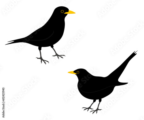 Set of Common Eurasian blackbird bird. Turdus merula isolated on white background. True thrush. Vector illustration.