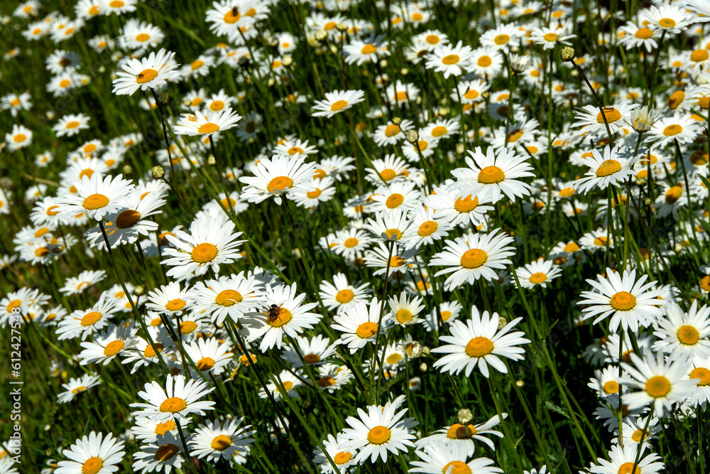 Champ de marguerites ( Leucanthemum vulgare) Champ de marguerites ( Leucanthemum vulgare)