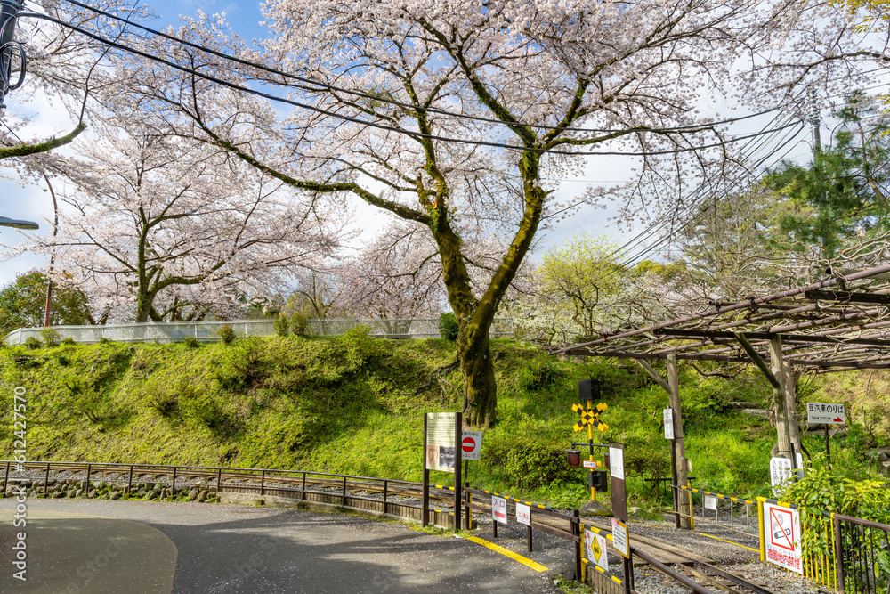 神奈川県小田原市　小田原城こども遊園地と桜の風景