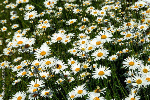 Fototapeta Champ de marguerites ( Leucanthemum vulgare)