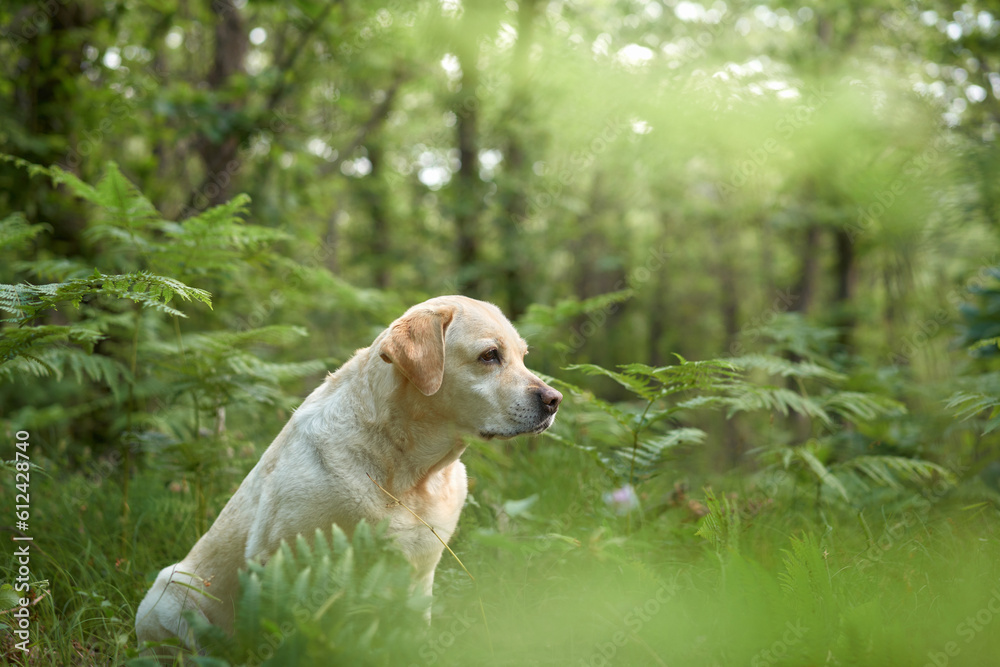 portrait of a fawn labrador retriever in the forest. Dog on background of greenery . Pet in nature portrait of a fawn labrador retriever in the forest. Dog on background of greenery . Pet in nature