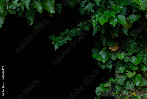 Green ivy leaves covering a wall as a natural background
