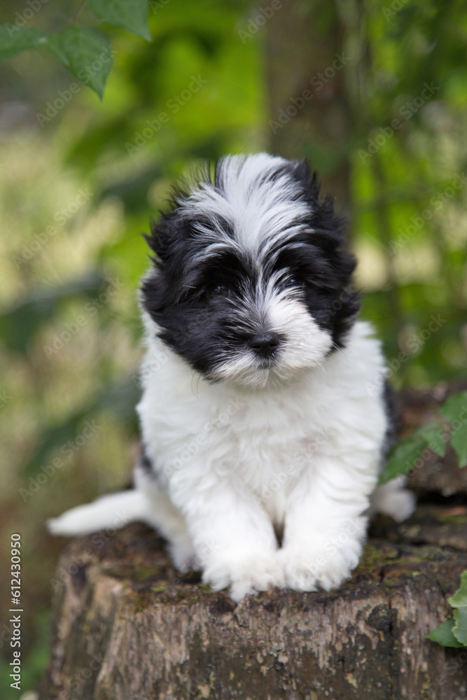 Biawer Yorkshire Terrier puppy in nature. Biawer Yorkshire Terrier puppy in nature.