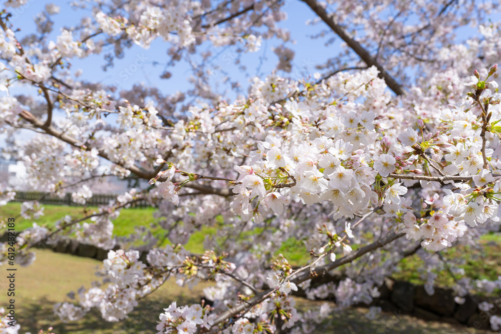神奈川県小田原市　小田原城と桜の風景