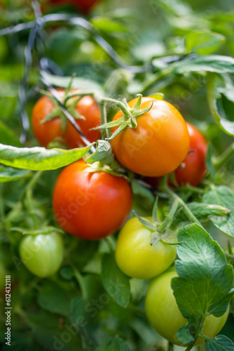 Ripening organic fresh tomatoes plants on a bush. Growing own vegetables in a homestead. Gardening and lifestyle of self-sufficiency.