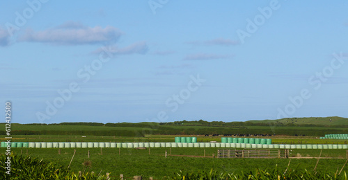 Farm with haybales ready for winter feed, Taranaki distict, New Zealand