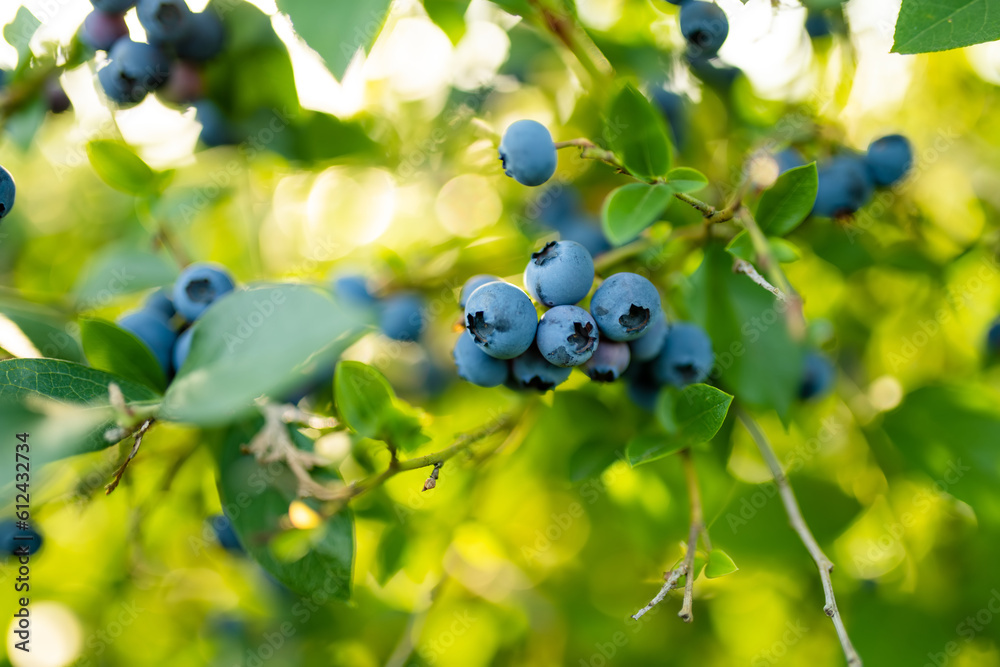 Organic blueberry berries ripening on bushes in an orchard. Organic blueberry berries ripening on bushes in an orchard.