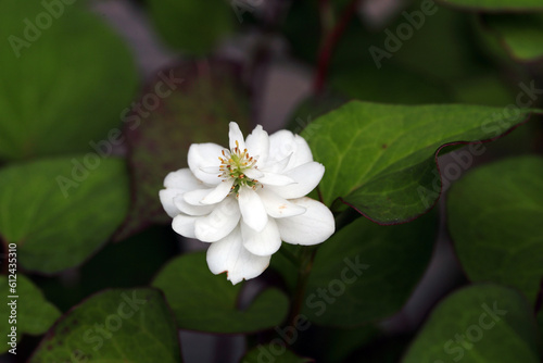 白い八重に咲くドクダミの花