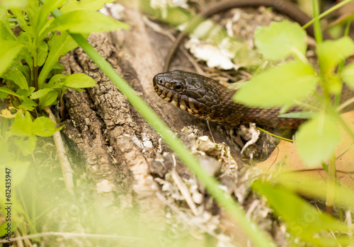 snake on a log