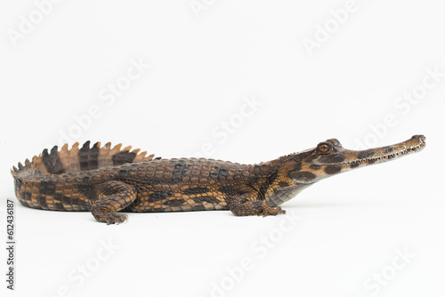 false gharial crocodile (Tomistoma schlegelii) isolated on white background

