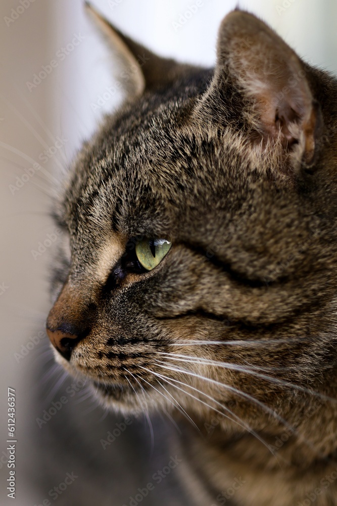 Vertical shot of a beautiful domestic cat portrait on a blurred background Vertical shot of a beautiful domestic cat portrait on a blurred background