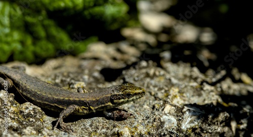 Closeup shot of a small lizard on the ground with blurred background