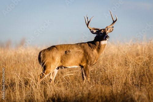 Fototapeta Naklejka Na Ścianę i Meble -  Beautiful deer in a field