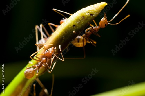 Macro shot of brown ants crawling on a green plant © Lim13/Wirestock Creators