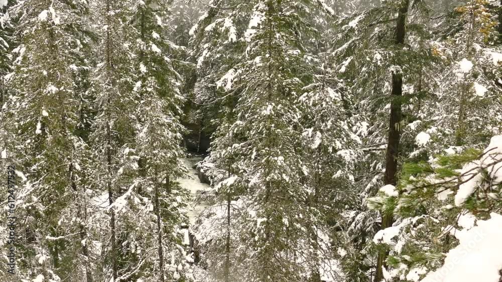 Beautiful view of the British Columbia forest with snow-covered trees in winter in Canada Beautiful view of the British Columbia forest with snow-covered trees in winter in Canada