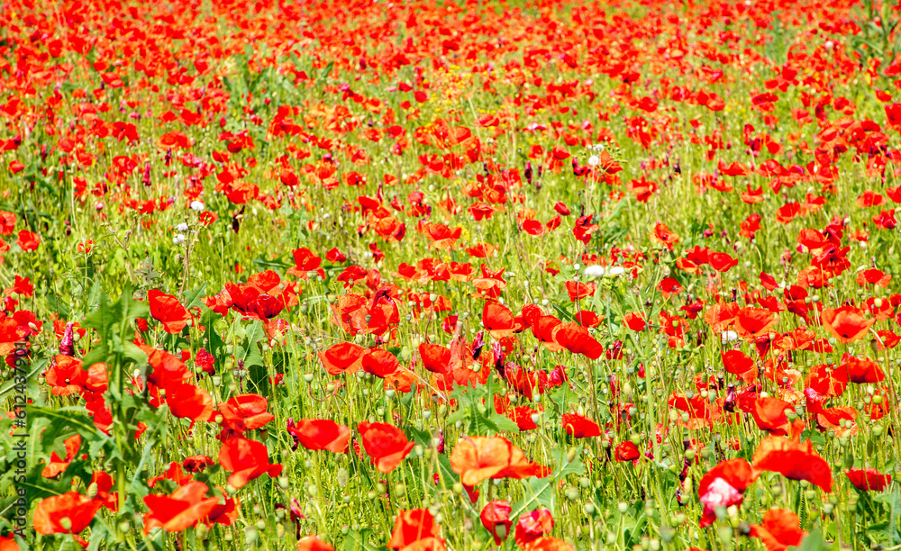 A field with blooming red poppies