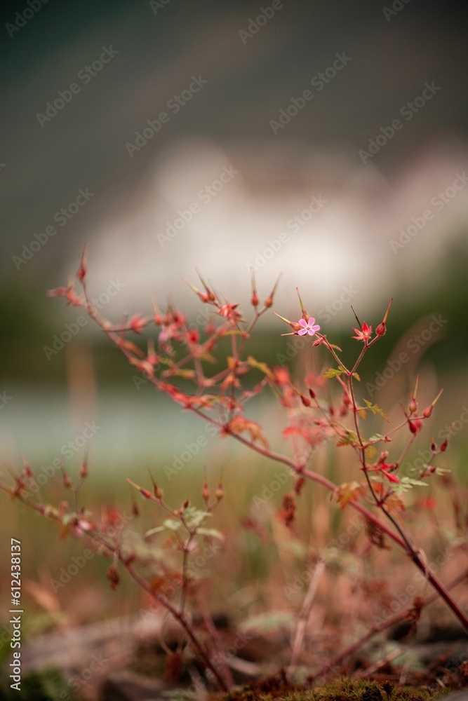 Beautiful vertical view of a herb robert blossom and bud on a blurry background