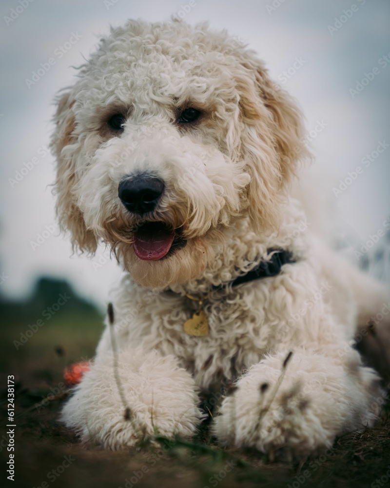 White Labradoodle with tongue out looking towards