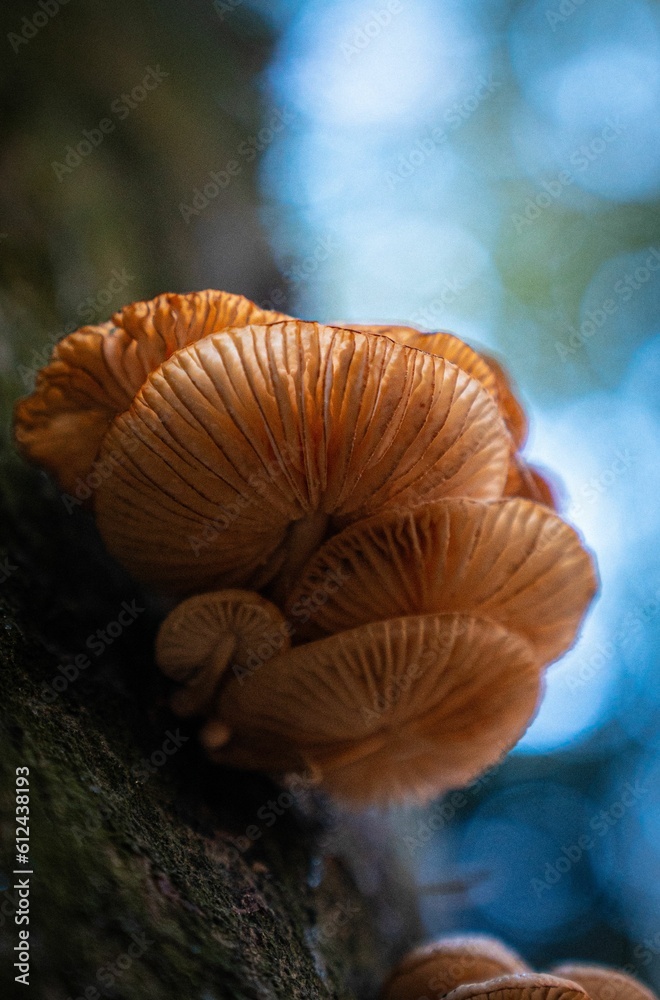 Closeup of growing mushroom Closeup of growing mushroom