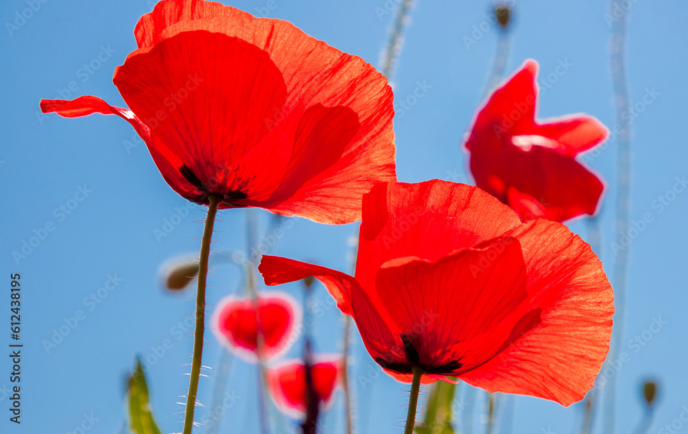 Naklejka premium A close-up of red poppy flowers against a blue sky background