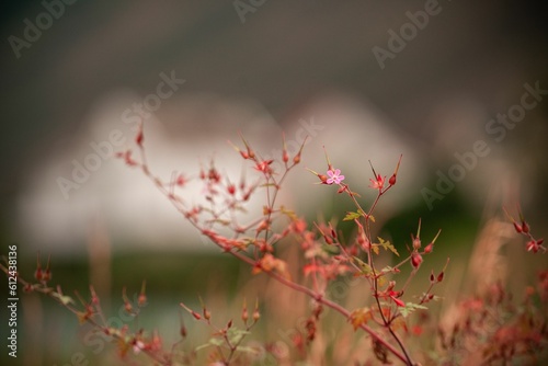 Φωτογραφία Beautiful view of a herb robert blossom and bud on a blurry background