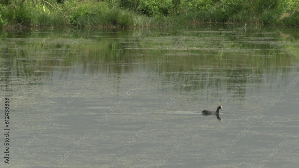Duck swimming across the wetland Duck swimming across the wetland