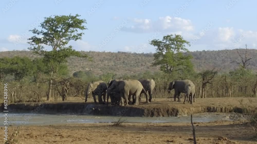 Herd of African elephants drinking from a small shallow lake in the jungle on a sunny day Herd of African elephants drinking from a small shallow lake in the jungle on a sunny day
