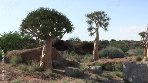 Group of quiver trees (Aloidendron dichotomum) in the Northern Cape, South Africa photo