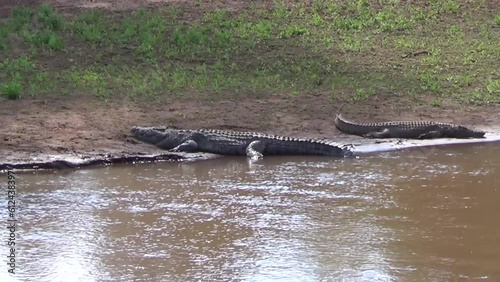 Closeup view of beautiful crocodiles near the lake