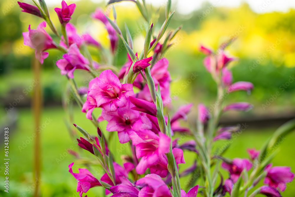 Colourful gladiolus or sword lily flowers blooming in the garden. Close-up of gladiolus flowers. Flowers blossoming in summer. Colourful gladiolus or sword lily flowers blooming in the garden. Close-up of gladiolus flowers. Flowers blossoming in summer.