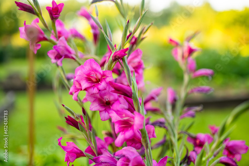 Photo Colourful gladiolus or sword lily flowers blooming in the garden
